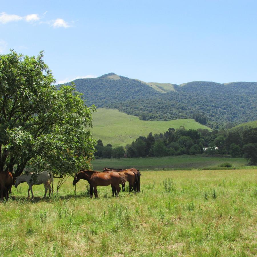 Old Pine Cabin Karkloof Ярроу Экстерьер фото